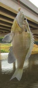 A bluegill caught on a waxworm.