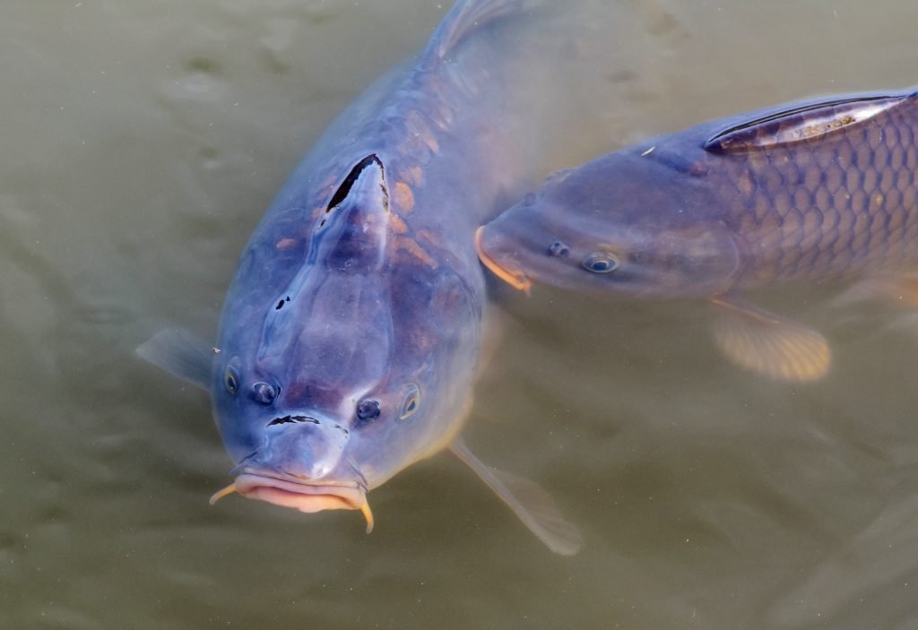 Carp were introduced to American waterways to control pollution and overgrowth, but adapted well enough to cause destruction to natural environments.