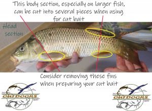 Bait fish can frequently be divided into many pieces to allow for a full day of fishing with very little bait invested.
