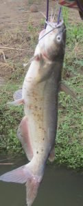 A good, eater sized catfish, caught on a number eight mosquito hook with an ultra light bluegill setup