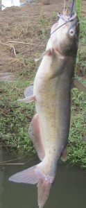 You don't need large hooks or massive chunks of bait to catch catfish.