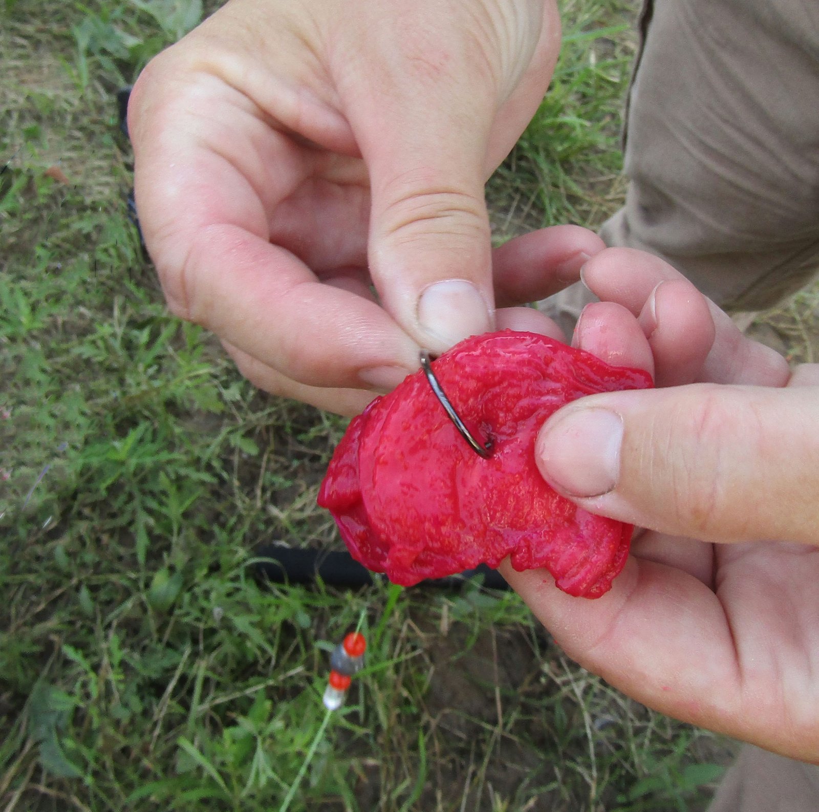 Seasoned chicken organs are a popular bait among catfishing enthusiasts.