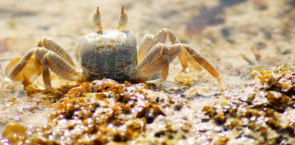 Small crabs can make excellent live bait for many predatory fish.