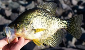 Crappie are a popular choice for live bait in some areas.