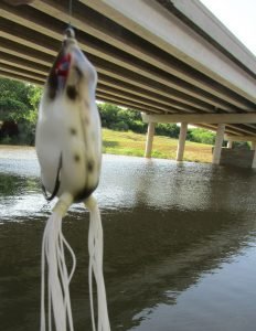 Frog replicas are a popular top water bait.