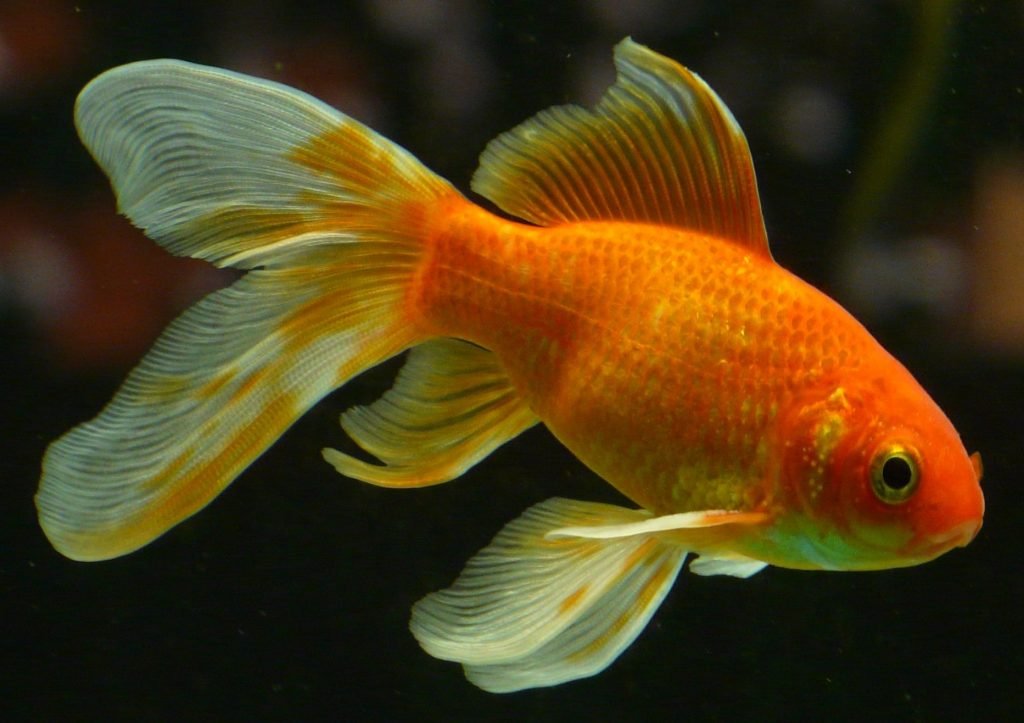 While gold fish are not native to the fisheries you will be exploring, they can make an excellent bait for many of the larger fish you may choose to target.