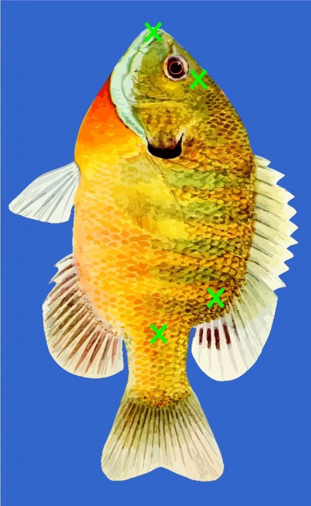When using live bait, these locations make excellent locations for the hook.