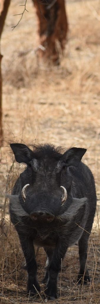 Wild Boar can be challenging to hunt, is a popular choice in wild meat, and harvesting helps the environment tremendously.