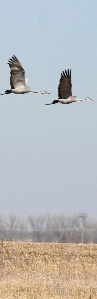 Sandhill Crane are considered the prime choice meat of the sky. A true honor for any hunter to harvest.