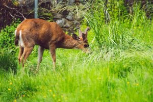 Young and mature alike; deer will always search out feeding areas.