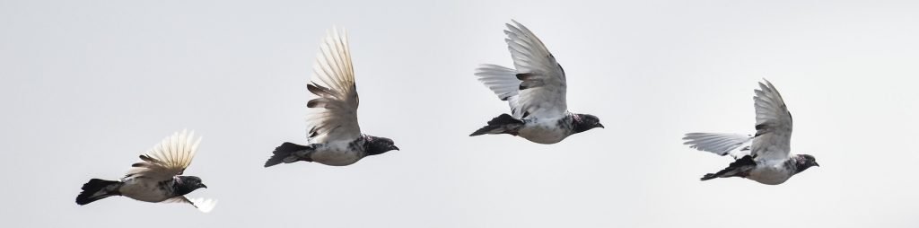 Dove, Pigeon, and many more common birds are popular harvests for hunters these days.