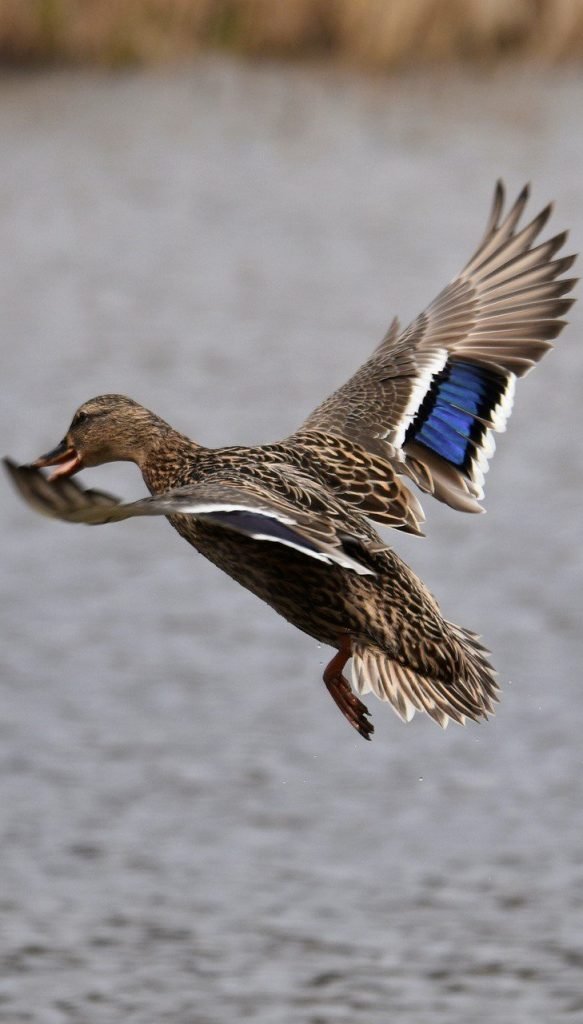 Duck Hunting is full of challenges and rewards for new hunters and experienced hunters alike
