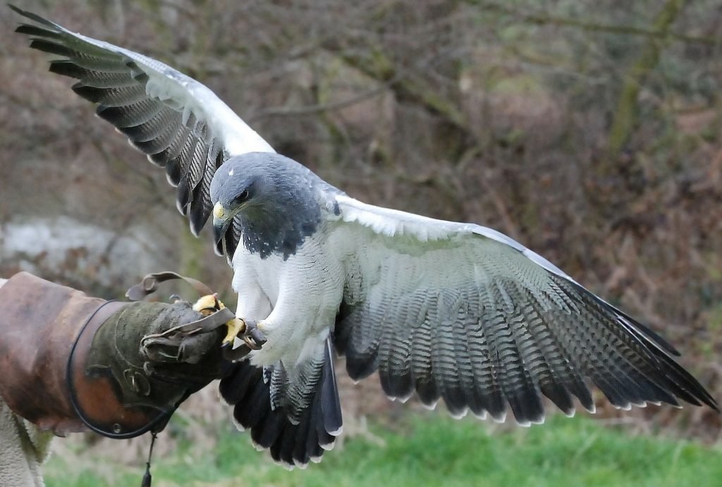 Falconry is a popular means of hunting with designated seasons throughout the US.