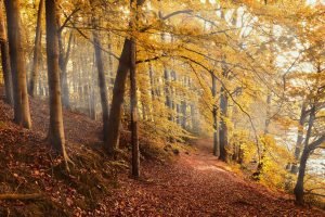 Leaves, twigs, acorns, even dirt can create sound when walking through the forest that will alert your prey to your presence.