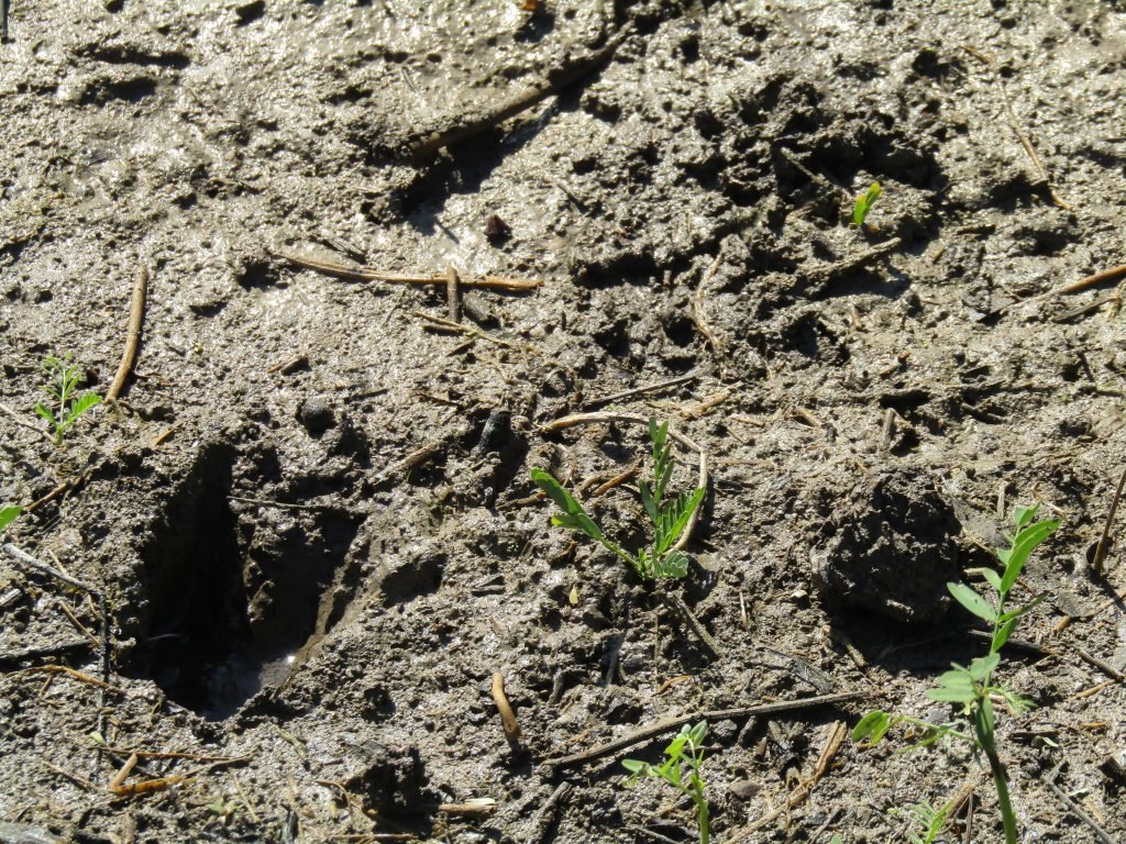 deer tracks, fresh, from earlier in the day.