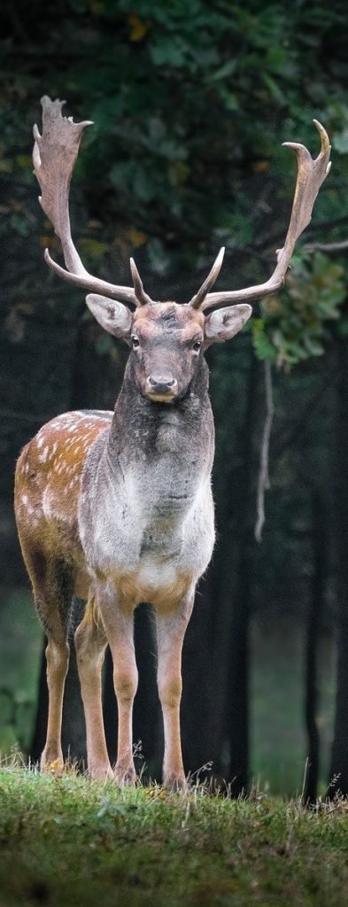 Deer are one of the most common choices for harvests among new and established hunters, but did you know there are about 6 types of deer you can hunt in the United States?