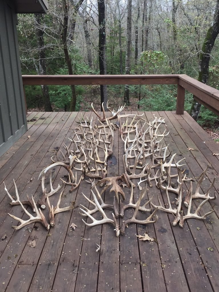 While not a true version of hunting, shed hunting is picking up popularity among hunters and non hunters alike. It's also a great way to scout for upcoming hunting seasons.