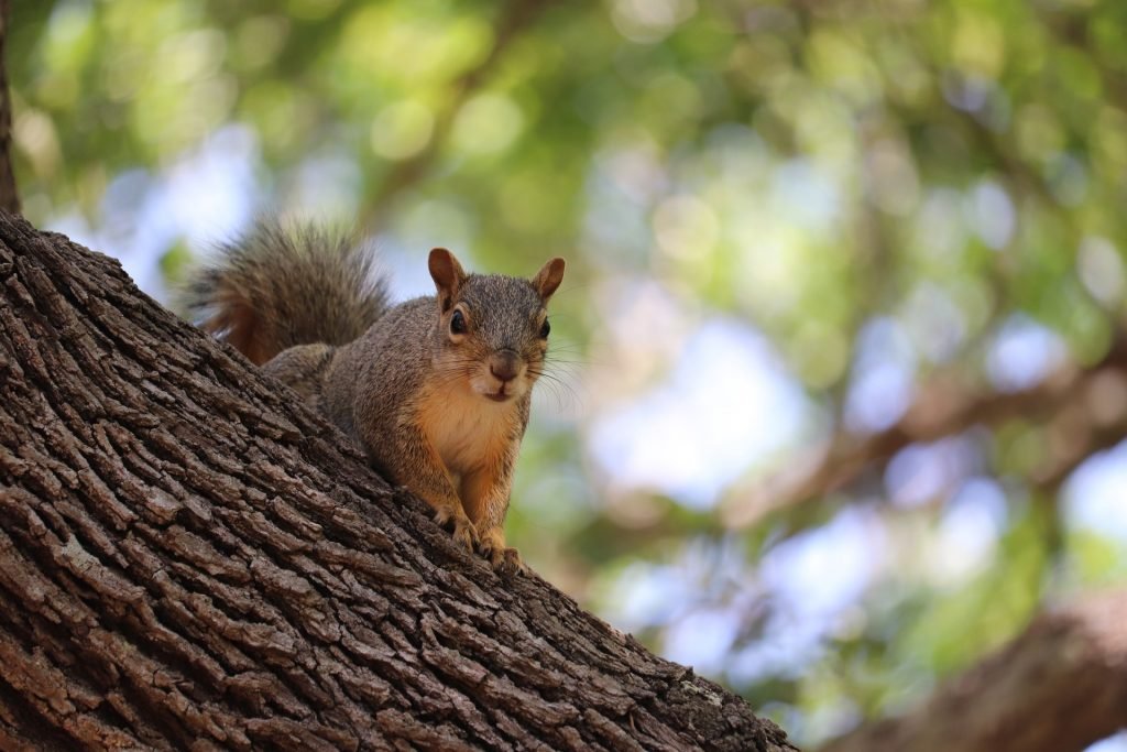 Squirrels are the arch enemy of hunters!