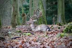 Bedding deer can be more relaxed, sometimes more vulnerable, but never expect their guard to be down.
