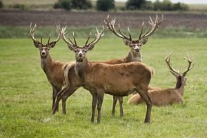 The more deer there are, the more demand there is for food, bedding, and space.