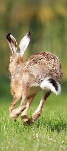 Rabbits are quiet but tell the other animals plenty.