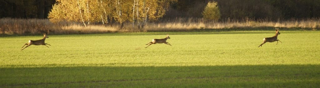 The slightest sound can send the previously unseen herd scattering before a single shot can be taken.