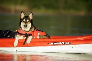When choosing the best kayak for your needs, think about what and who you are bringing with you