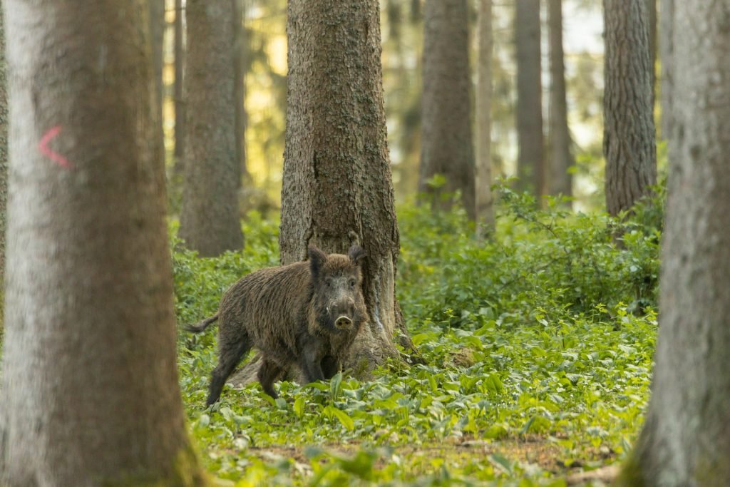 Hunting wild boar is an abundant and great way to practice hunting skills.